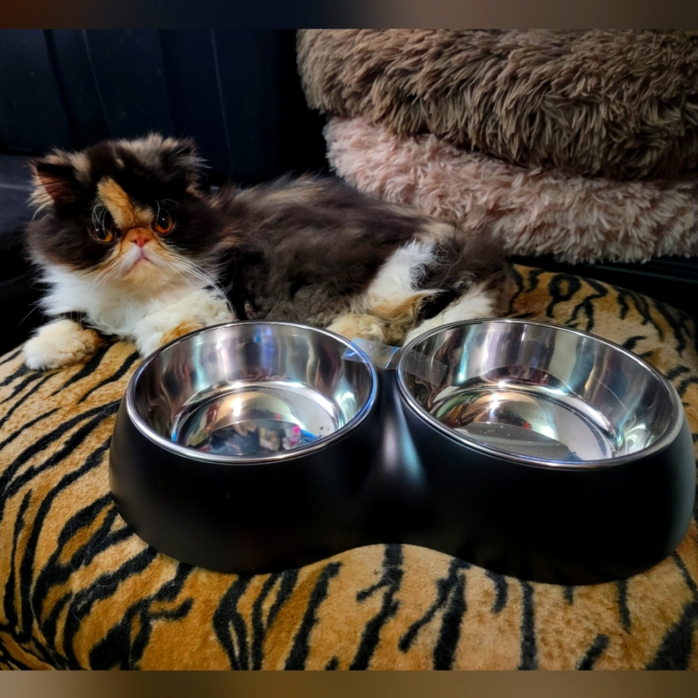 Pet Dog Or Cat Black Double Pet Bowl Med/large